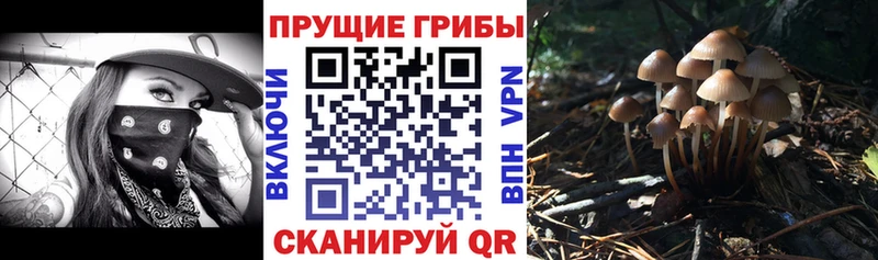 это Telegram  Петухово  Псилоцибиновые грибы GOLDEN TEACHER  KRAKEN онион 
